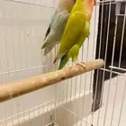 روز