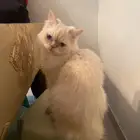 قطط للتبني