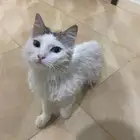 بسه للتبني