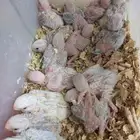 فروخ روز