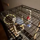 Love bird طير الحب