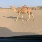 خلفه للبيع