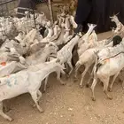 طليان بربري وتيوس السعر 480