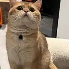 سكوتش قولد للبيع