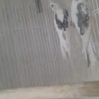 زوج كروان ( كوكاتيل )