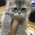 قط شيرازى وقطة هيمالايا للبيع
