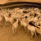 طليان بربري وتيوس السعر 500