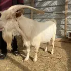 تيس سانين بيور سلاله حليب