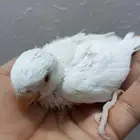فرخين روز البينو
