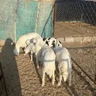طليان للبيع