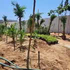 قص وتكريب وتقليم أشجار وزراعة