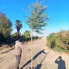 أشجار ونباتات الزينة