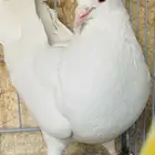 ذكور لاحم فرنسي