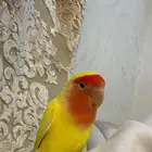ببغاء روز للبيع