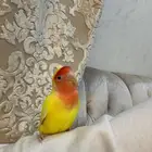 ببغاء روز للبيع