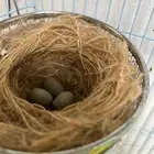 للبيع جوز كناري منتج اوربي تم البيع