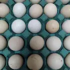 بيض دجاج بلدي