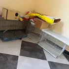 اقفاص للبيع