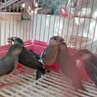 فروخ جاوا