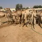 حشو قعدان مفاريد السعر 3000