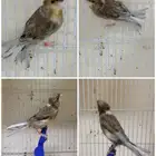 القطيف