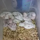 تم البيع فروخ روز
