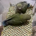 فروخ روز