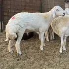 طليان حريه للعيد وللمناسبات