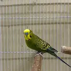 القطيف