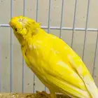 جوز كناري معه الانتاج