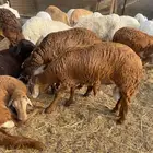 طليان للعيد والمناسبات