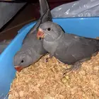للبيع دره ثنتين هولندي