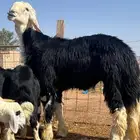 فحل نجدي جذع مشروط للبيع