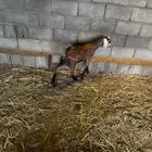 يوجد طبخ حنيذ تيوس لباني