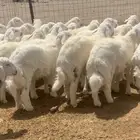 طليان ضحايا عدد 30