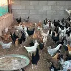 دجاج بشاير
