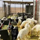 ذبايح بريه تيوس طليان نجد وحبص