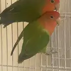 روز للبيع