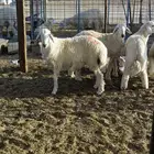 طليان فل شحم ولحم