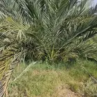 فسائل عجوة