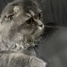 قطة سكوتشي للبيع