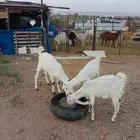 معزاء