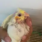 للبيع كروان لاتينو