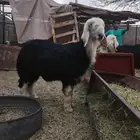 مشروع فحل نجدي صنف(تم البيع)