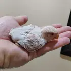روز البينو ( تم البيع)