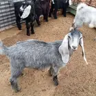 للبيع معزا ولد وجفار