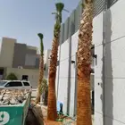 نخل واشنطني وشنطن زينه للبيع