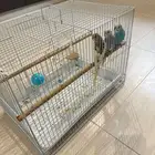 طيور للبيع معا القفص