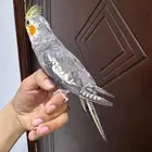 للبيع كروان