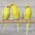 طباات بادجي